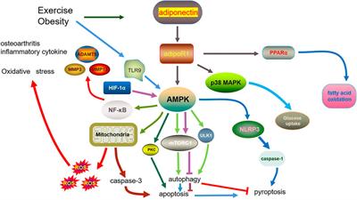 Role of adiponectin in osteoarthritis